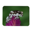 Recherche de lait magnets Animal