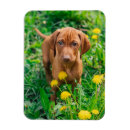 Recherche de points magnets Chien