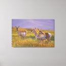Suche nach antilope leinwandbilder Gabelbock