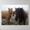 Recherche de poney islandais posters Chevaux