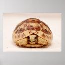 Suche nach schildkröte muschel poster Schildkröten