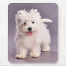 Recherche de westies tapis souris Chiot