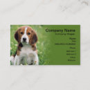 Recherche de beagles cartes visite Chien