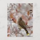 Recherche de aubépine cartes postales Neige