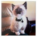 Suche nach blaues augen fliesen Katzenliebhaber