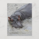 Suche nach tansania postkarten Serengeti