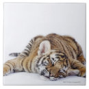 Suche nach wild lebende tiere fliesen Tiger