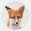 Recherche de rouge renard autocollants Sauvage