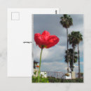 Recherche de coquelicots cartes postales Rouge