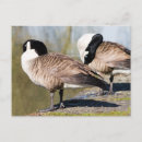 Suche nach goose postkarten Kanada