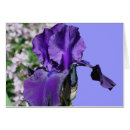 Recherche de pourpre de fleur photographie Iris