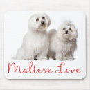 Recherche de maltais Chiens