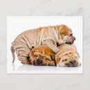 Recherche de shar pei cartes postales Chien