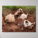 Recherche de cochon posters Boue