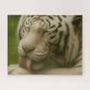 Suche nach weißer tiger puzzle Wildtier