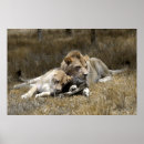 Recherche de animaux de safari posters Lions