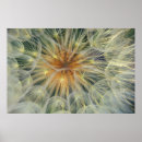 Suche nach dandelion poster Abstrakt