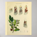 Recherche de anatomie pied art Vintage