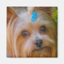 Suche nach yorkies magnete Welpe