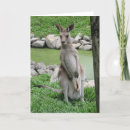 Recherche de joey photographie Australie