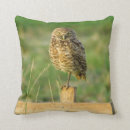 Recherche de creuser le hibou Nature