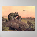 Recherche de chinchilla posters Pour tous