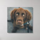 Recherche de chien brun posters Carré