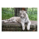Suche nach indischer tiger poster Nationalpark