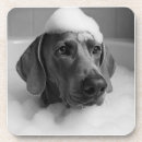 Recherche de weimaraner dessous de verres Dog