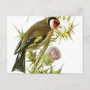 Suche nach goldschmied poster Tierwelt