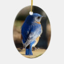 Suche nach drossel Vogelbeobachtung