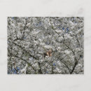 Recherche de arbre fleurissant cartes postales Blanc