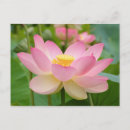 Recherche de fleur lotus cartes postales Jardin
