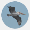 Recherche de pélican autocollants Faune