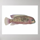 Suche nach cichlids poster Aquarium