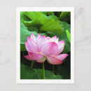 Recherche de lotus rose posters Pétales