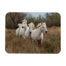 Recherche de cheval camargue magnets Ferme