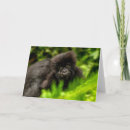 Recherche de bébé gorille cartes postales Animaux dans la nature