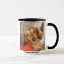 Recherche de chiot teckel tasses Animal familier