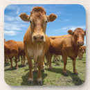 Suche nach weide untersetzer Rind