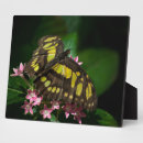 Recherche de papillon rose plaques Fleur