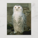 Suche nach schneeeule postkarten Vögel