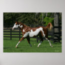 Suche nach paint horse poster Anstrich