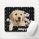 Recherche de goldens tapis souris Chiot
