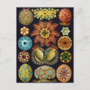 Suche nach vintage fische postkarten Ozean