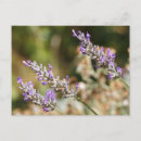 Recherche de fleurs lavande cartes postales Nature
