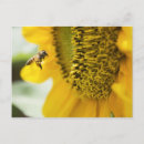 Recherche de beau tournesol cartes postales Abeille