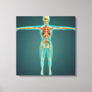 Suche nach menschlicher körper poster leinwandbilder Physiologie