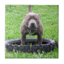 Suche nach spielerisch fliesen Hund