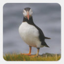 Recherche de puffin autocollants Île